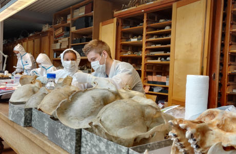 Natural heritage Collections